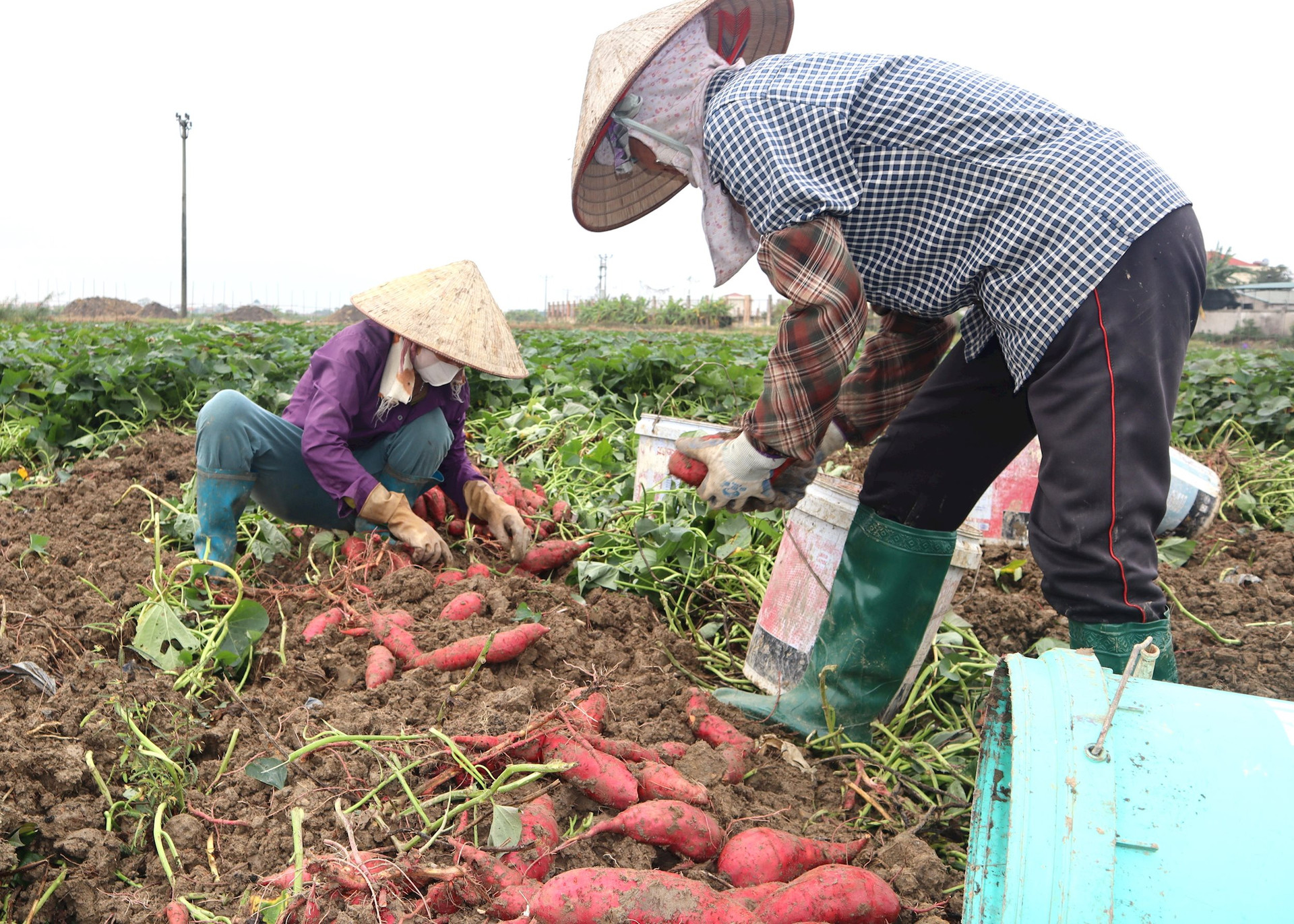 Khoảng 40 tấn khoai lang "chờ giải cứu" của một nông dân ở Gia Lộc đã tiêu thụ gần hết