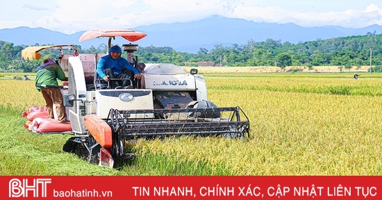 Nông dân Hà Tĩnh thu hoạch sớm lúa hè thu