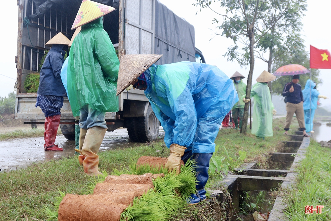 Cấy lúa hữu cơ bằng máy trên diện tích 5 ha ở Cẩm Xuyên