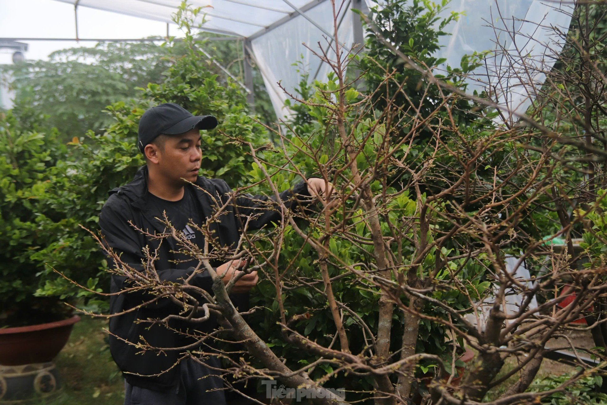 Nông dân Đà Nẵng tất bật lặt lá, chăm mai đón Tết ảnh 14