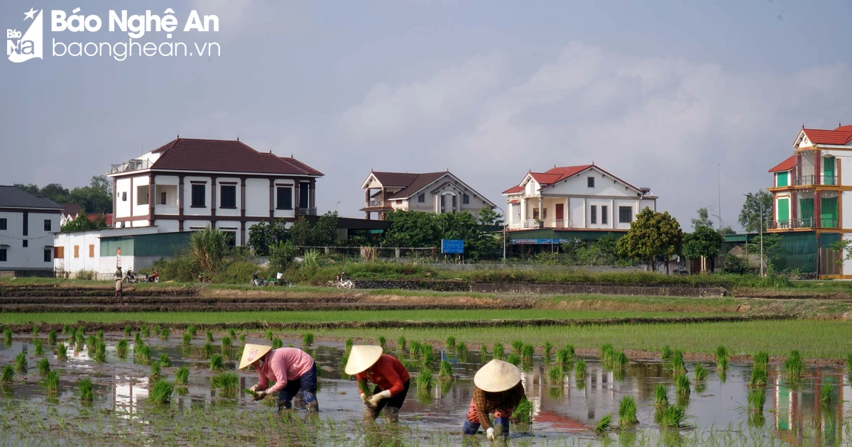 Nghệ An đẩy nhanh tiến độ sản xuất vụ hè thu