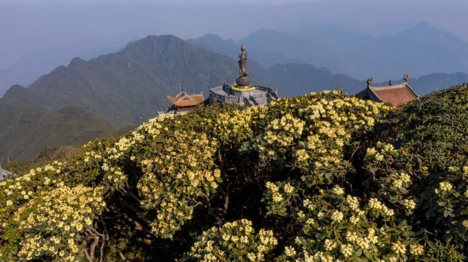 Rhododendrons in full bloom on Fansipan peak. Photo: Sun World