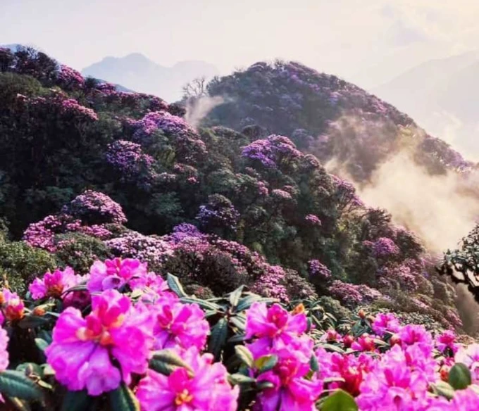 Lai Chau organisiert ein Festival zum Thema Rhododendron