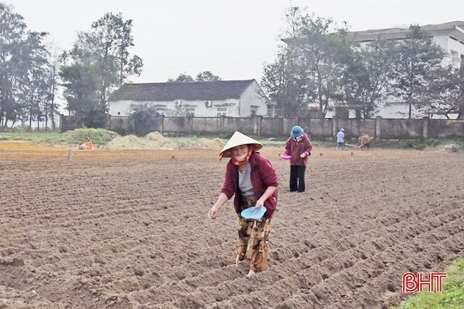 Nông dân Hà Tĩnh hối hả ra đồng sản xuất lạc xuân