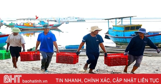 Ngư dân làng biển phía Nam Hà Tĩnh trúng đậm cá cơm