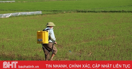 Sâu bệnh xuất hiện trên lúa, các địa phương chủ động phòng trừ