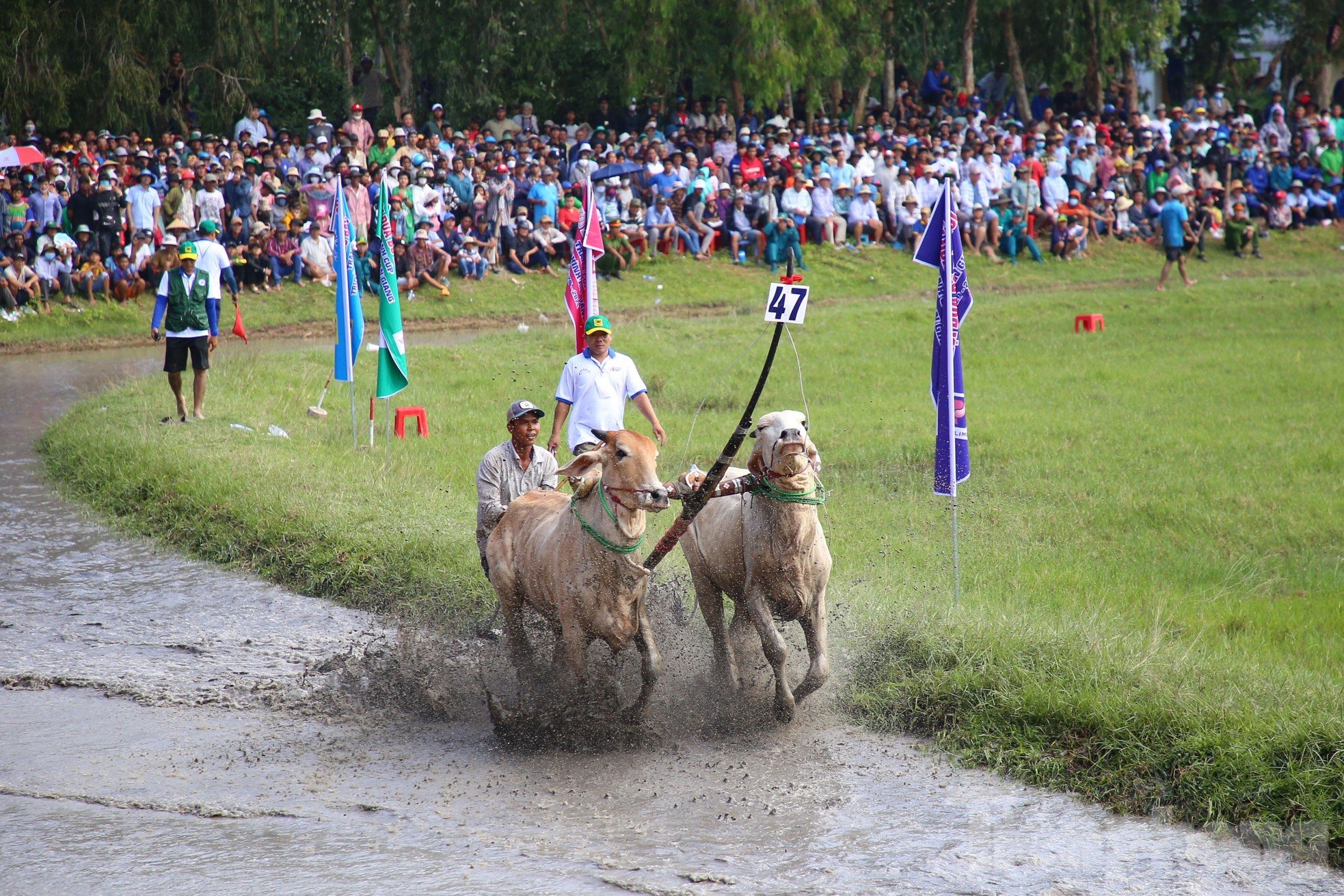 Compétition palpitante de courses de taureaux à That Son à An Giang photo 3