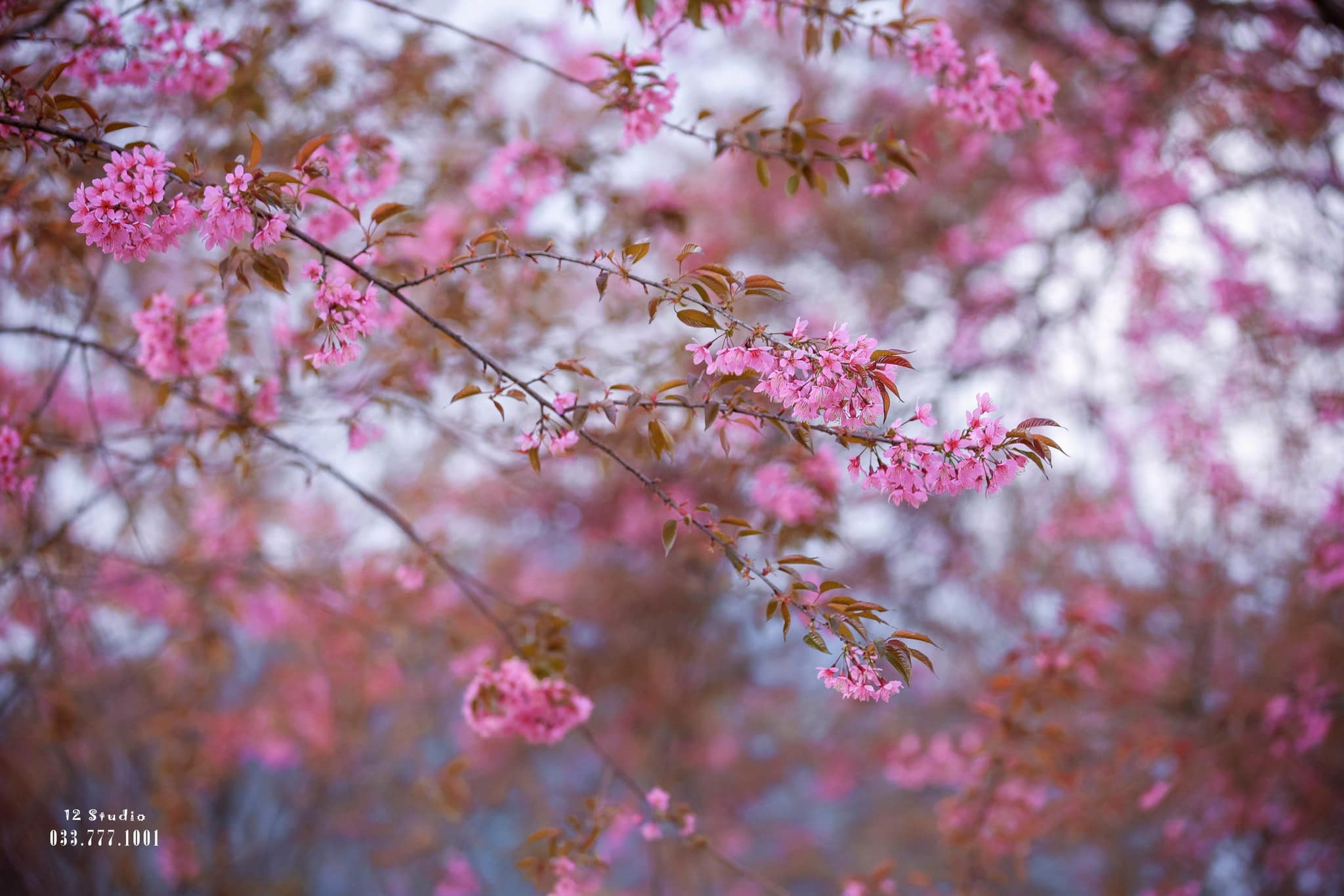 ラムドン省コー村で桜が咲く