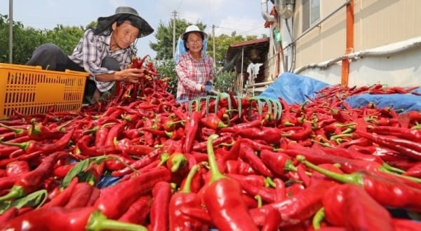 台湾（中国）市場への唐辛子輸出が640%急増