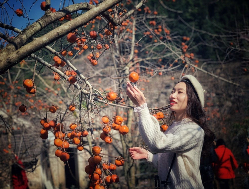 목짜우는 매년 과일이 익는 계절마다 많은 관광객을 끌어 모읍니다. (사진: 마이마이/베트남+)