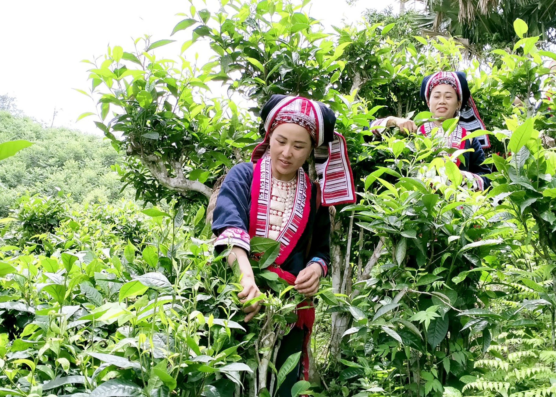 Recogiendo té Shan Tuyet en la montaña.