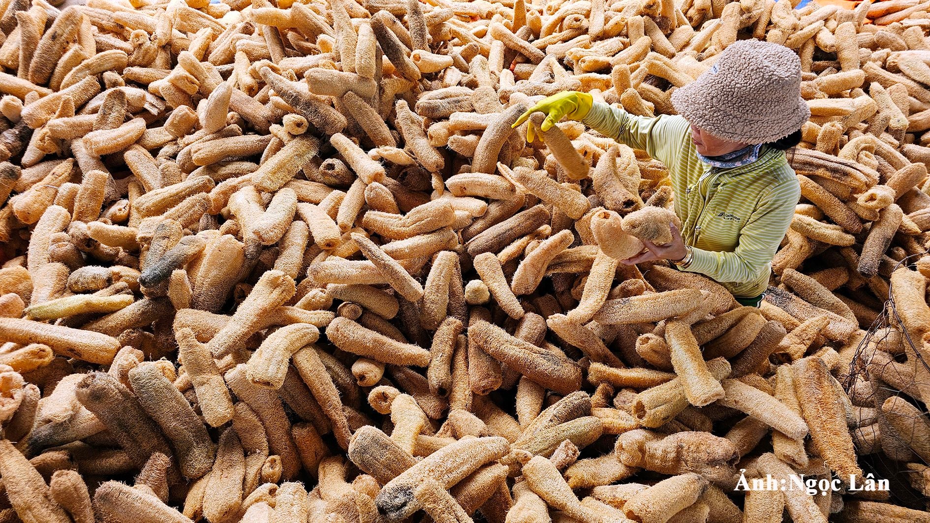 Auswahl der Produktionslinie für Haushaltsgeräte von Tan Thang Agricultural Service Co., Ltd. Anh N. Lan.jpg