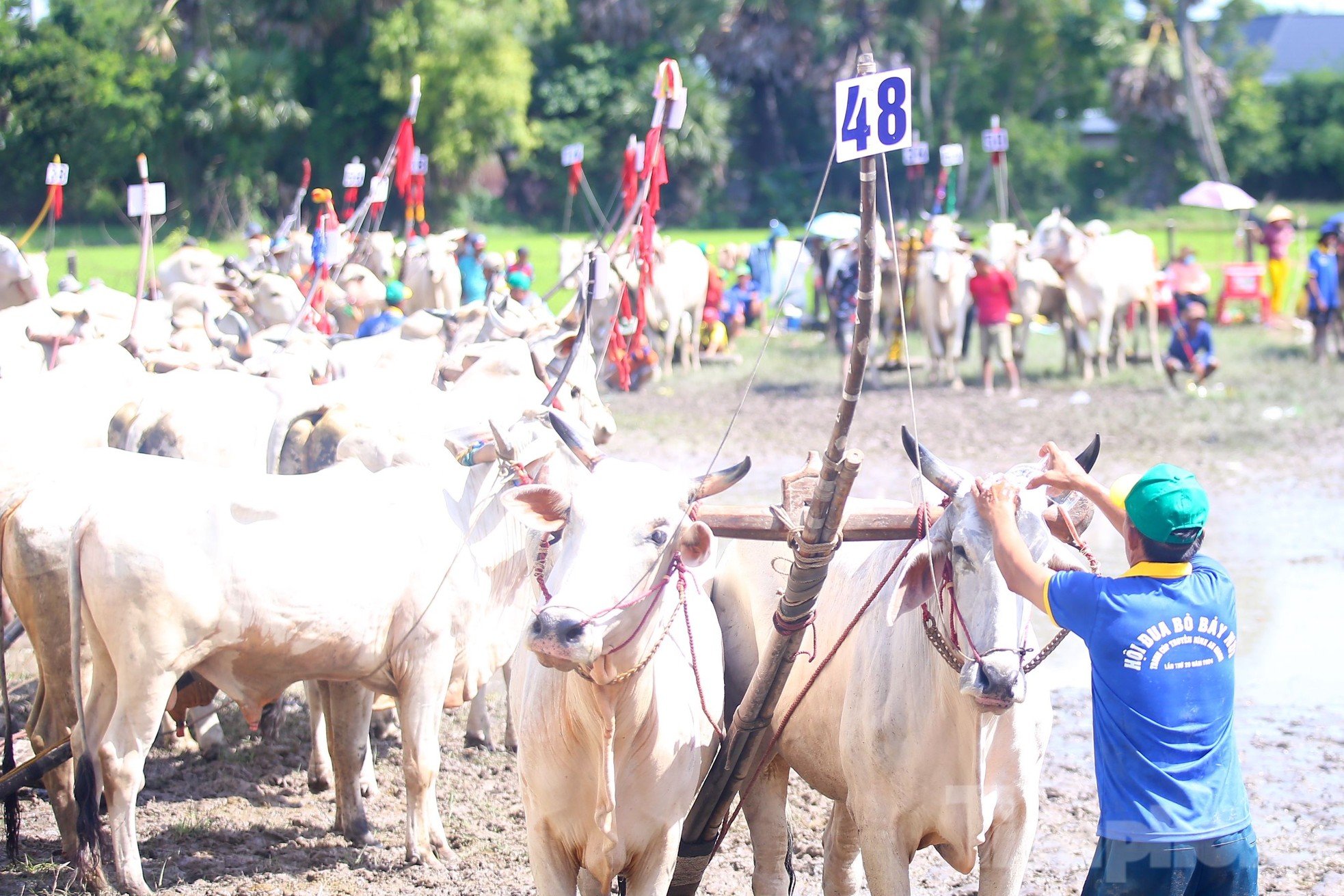 Compétition palpitante de courses de taureaux à That Son à An Giang photo 10