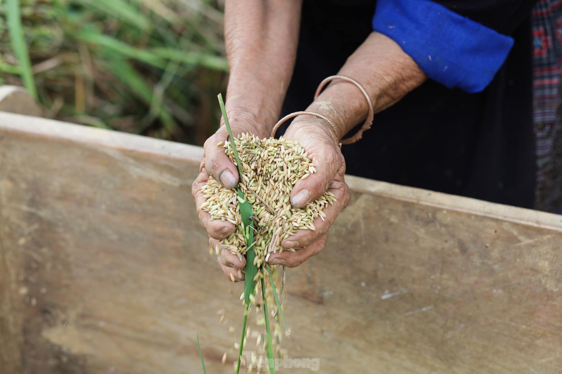 Brillante Mu Cang Chai en la temporada de arroz maduro, foto 6