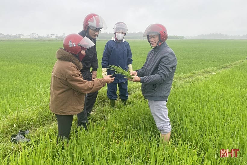 Bệnh đạo ôn lá “xuất quân”, Nghi Xuân khẩn trương phòng trừ