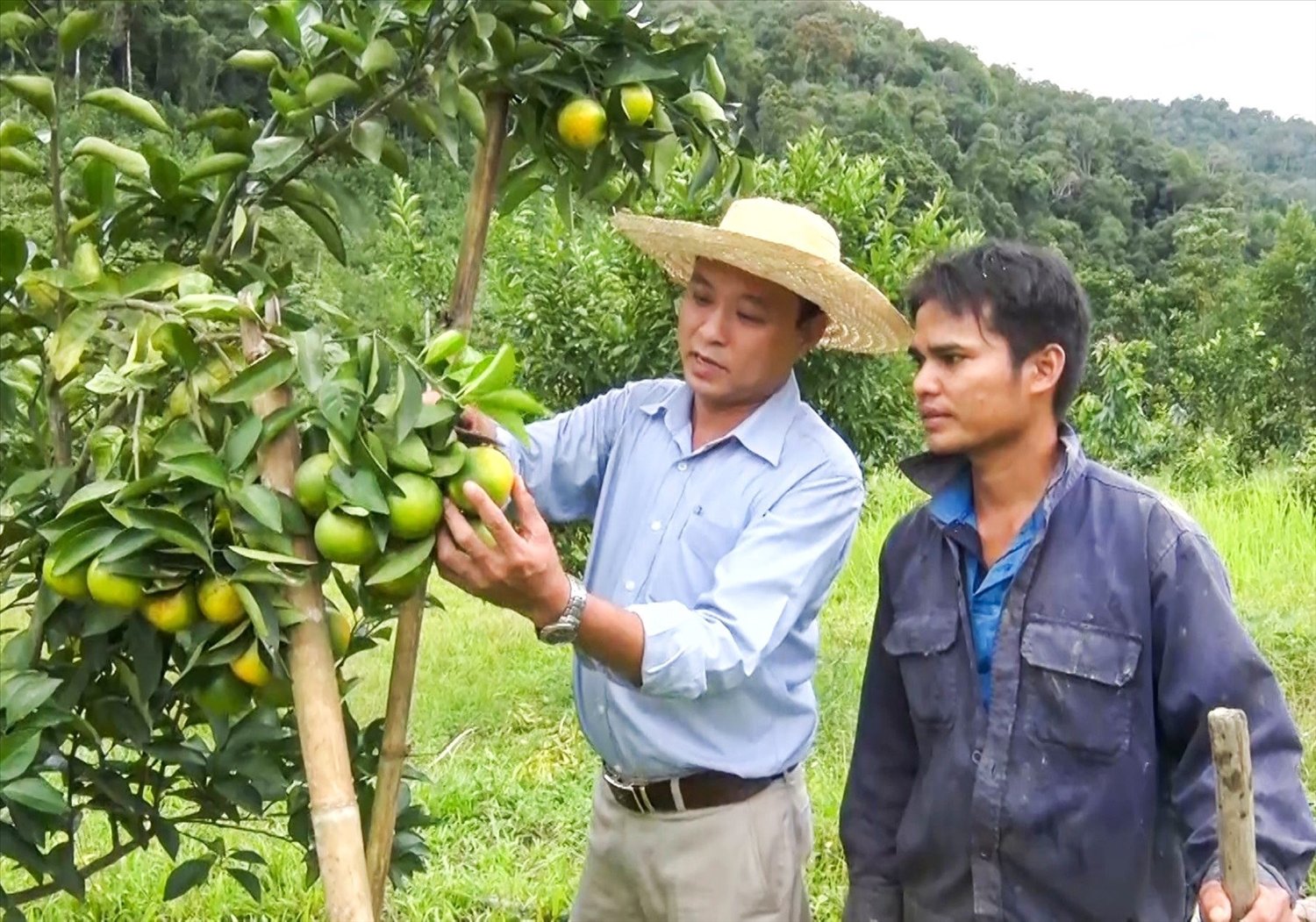 Anh Răđăl Nhị làm giàu từ cây cam Vinh