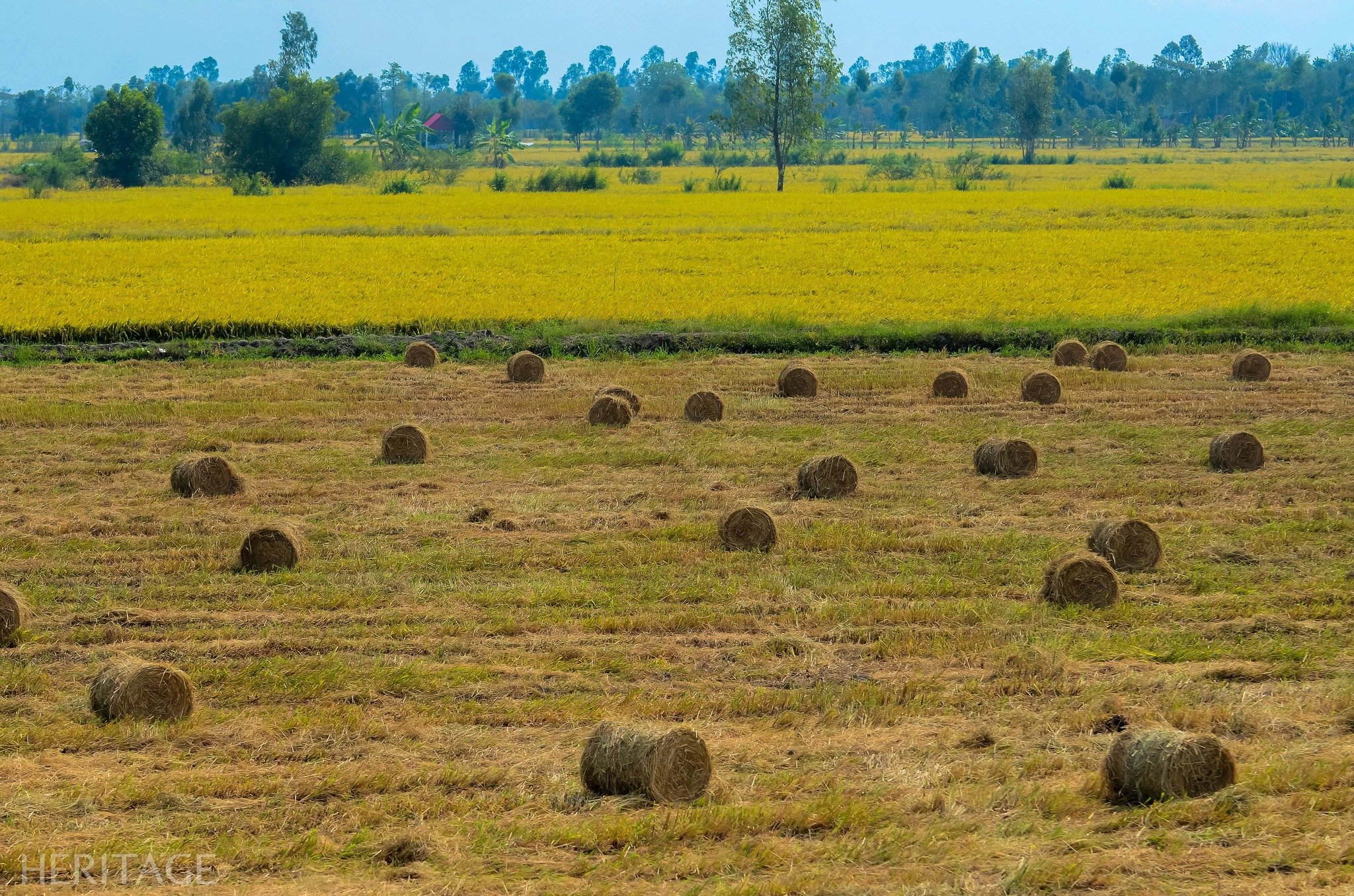 May be an image of grass