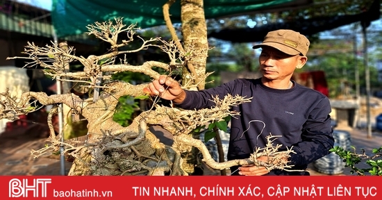 Khám phá vườn bonsai tiền tỷ ở Nghi Xuân