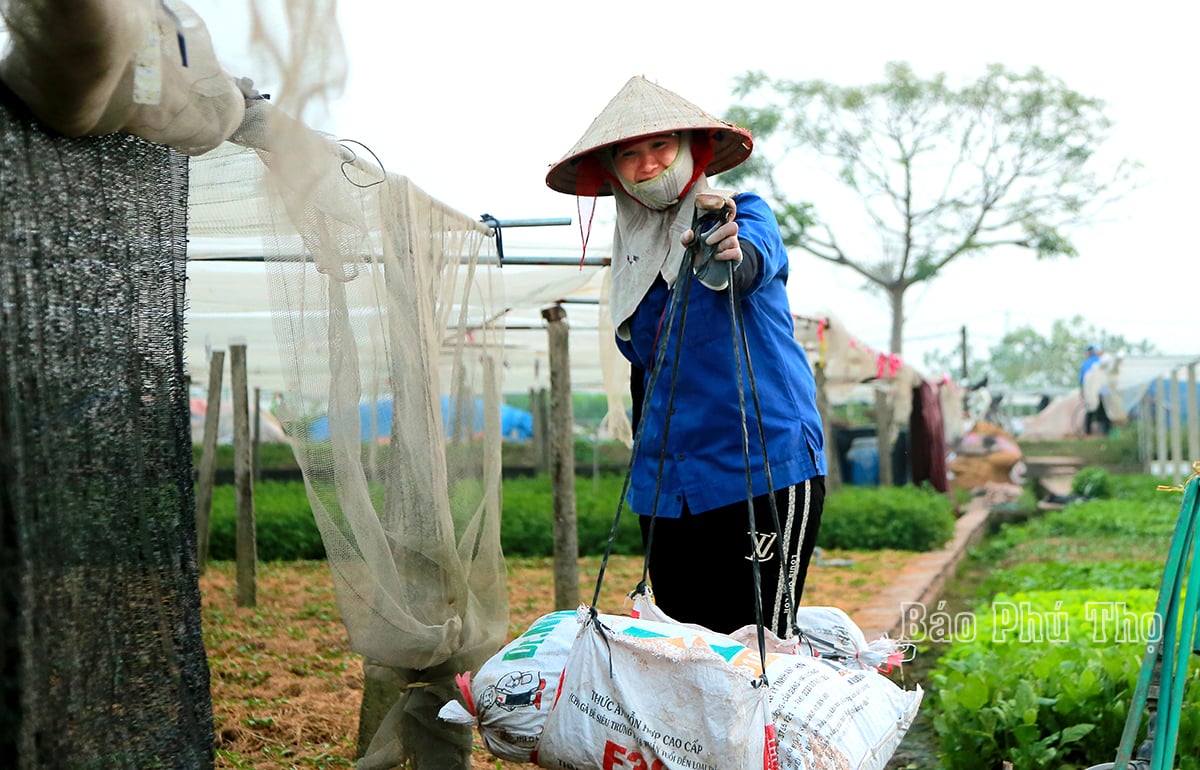 Bức tranh đa sắc màu trên cánh đồng Tứ Xã