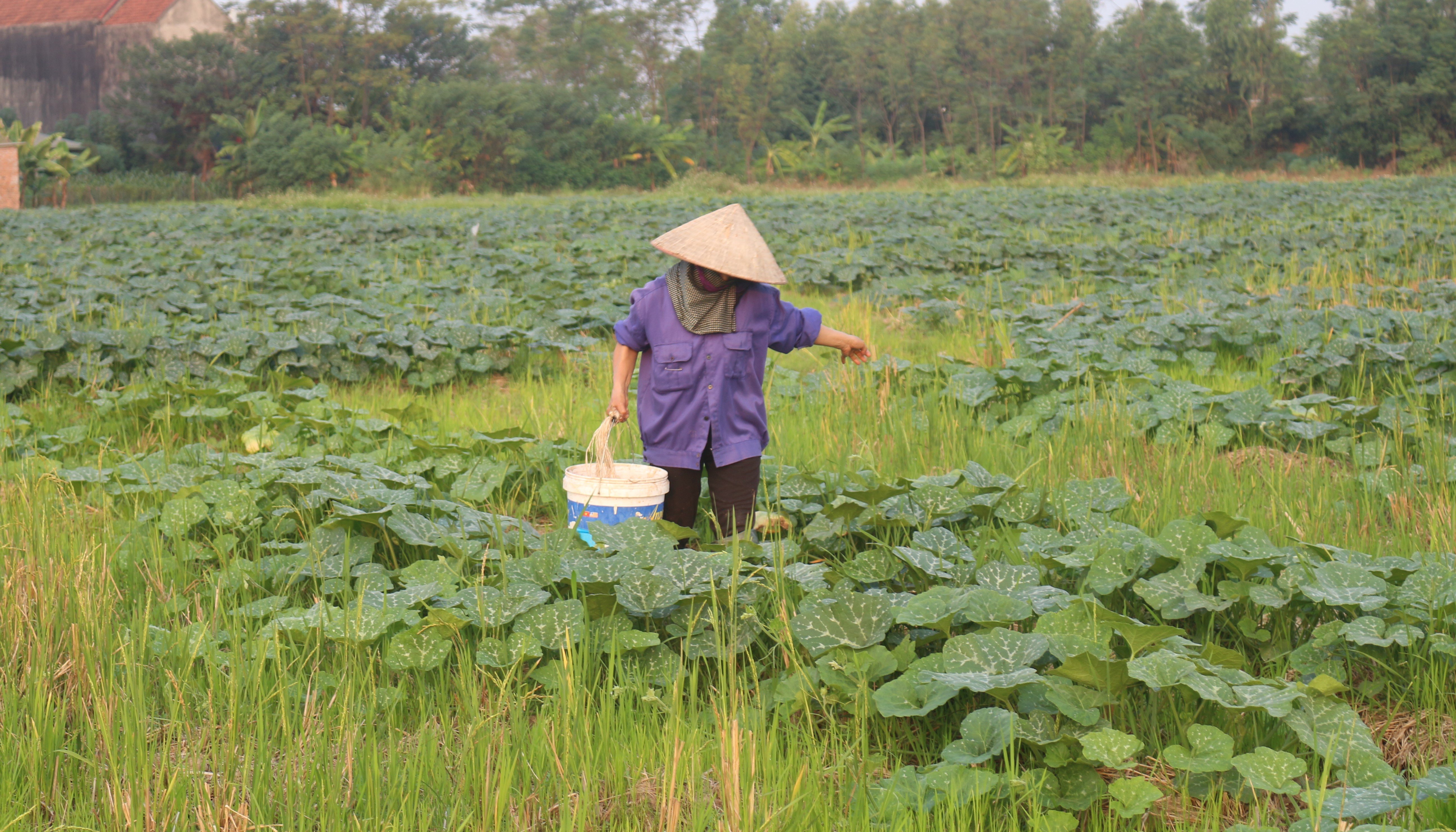 Không để đất trống vụ Đông