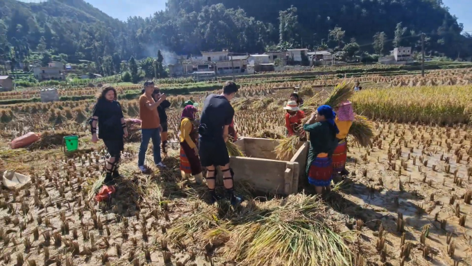 Turistas extranjeros muestran su experiencia cosechando arroz con agricultores en Ha Giang