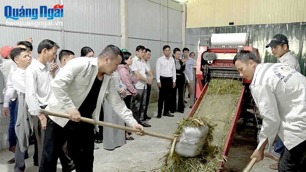معالجة الأعلاف لأبقار الأبقار المهجنة في شركة Truong Anh Thu Company Limited، ببلدية نغيا ثانغ (تو نغيا). الصورة: فونج دونج
