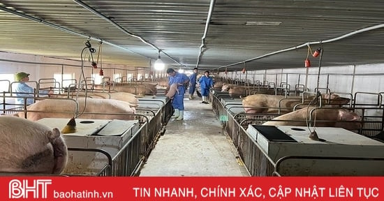 Giá lợn hơi thấp, các cơ sở chăn nuôi thận trọng tái đàn