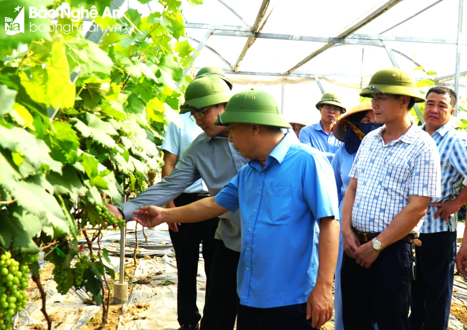 bna_ Lãnh đạo tỉnh thăm mô hình nhà màng của Doanh nghiệp Hưng Long 1 Farm.jpeg