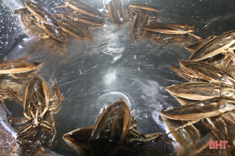 Unique species of water bugs raised in Ha Tinh, priced at hundreds of thousands a pair