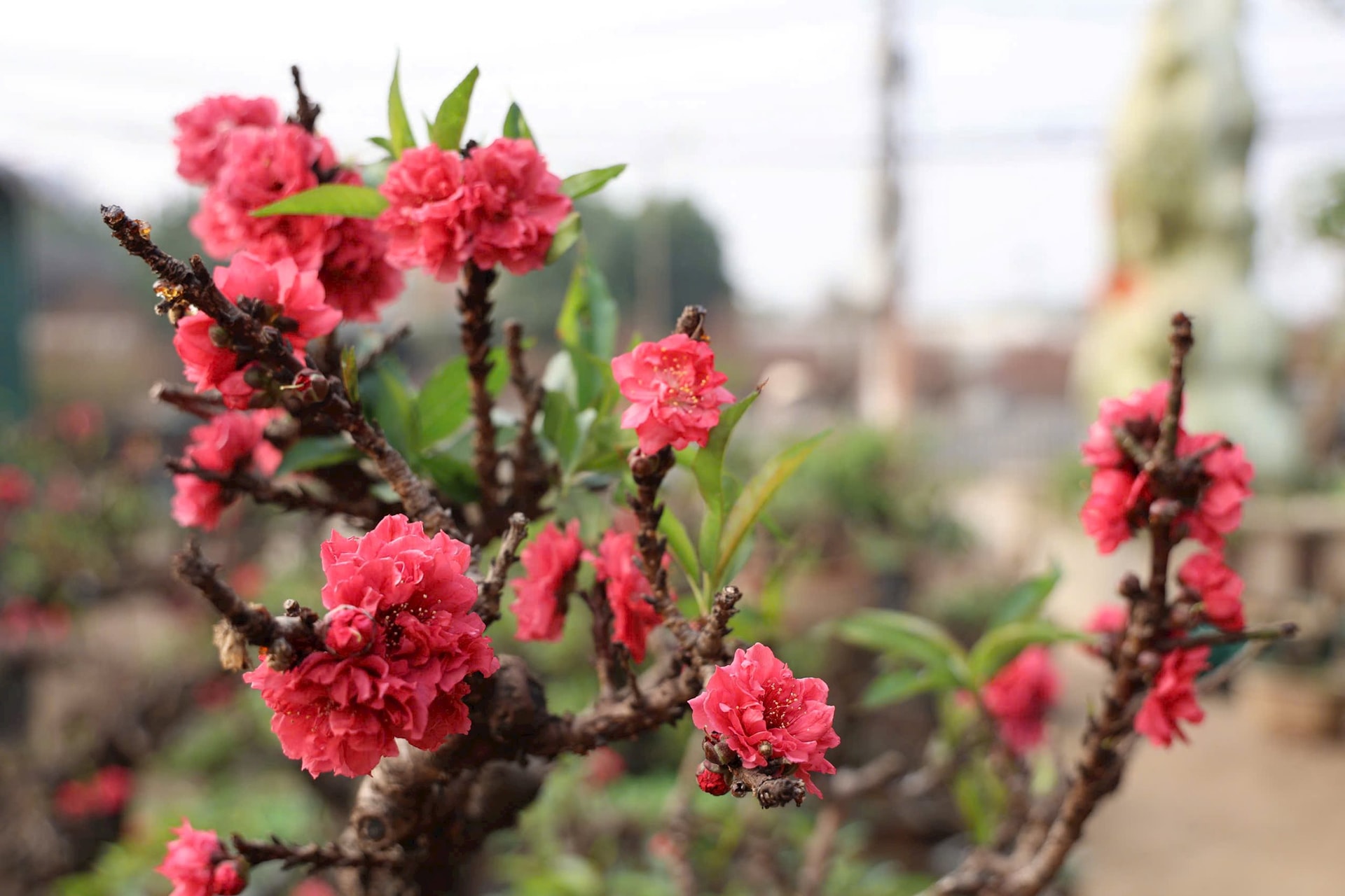 Hanoi: Nhat Tan peach blossoms increase in price sharply, even if you spend millions, it is still difficult to buy