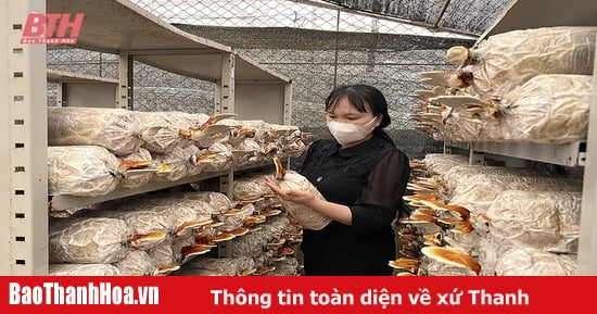 Mushroom farmers prepare for Tet