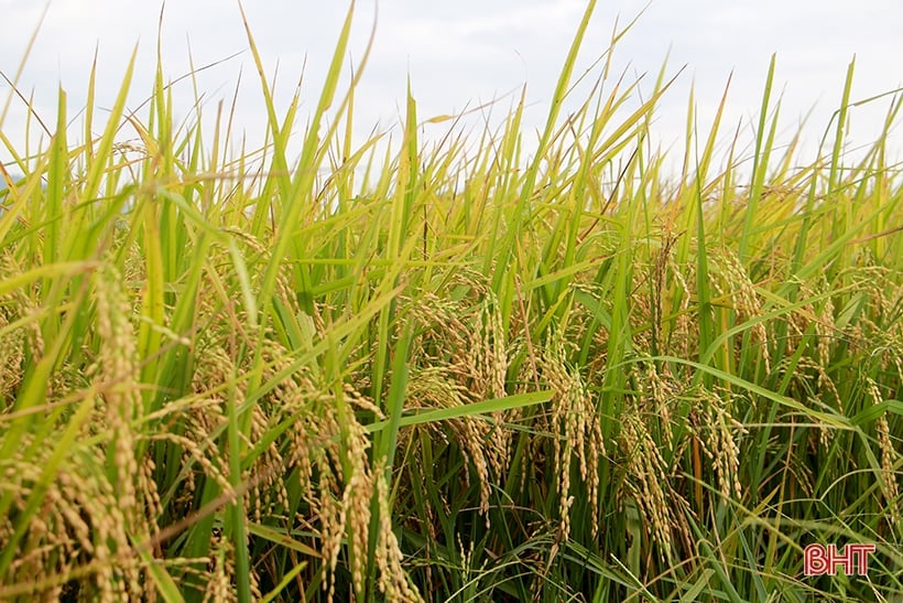 Summer-autumn rice yield in Can Loc is estimated at 53.48 quintals/ha.