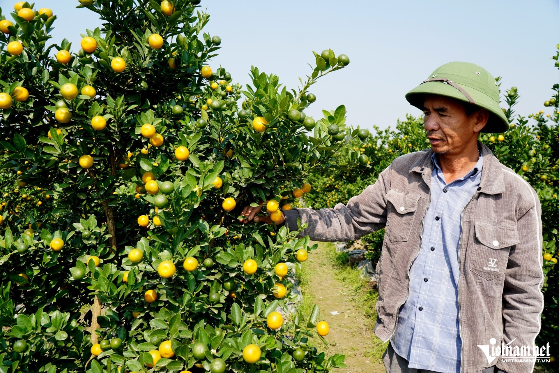 W-image 2Traders order kumquat early.JPG.jpg