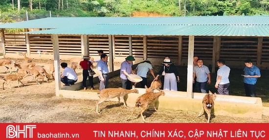 Élevage de cerfs pour le velours et le développement du tourisme à Huong Son