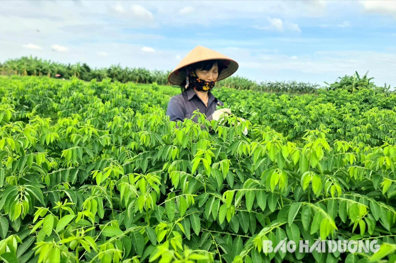 Trồng rau ngót ở Hải Dương, ăn ngọt như nước ninh xương, cứ cắt là bán hết veo, cả làng giàu lên- Ảnh 1.