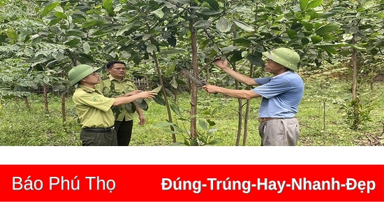 Phát triển rừng cây gỗ lớn