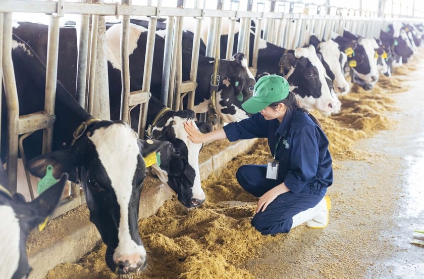 Huyện Mang Yang là vùng đất giàu tiềm năng để phát triển chăn nuôi bò sữa. Ảnh: L.N