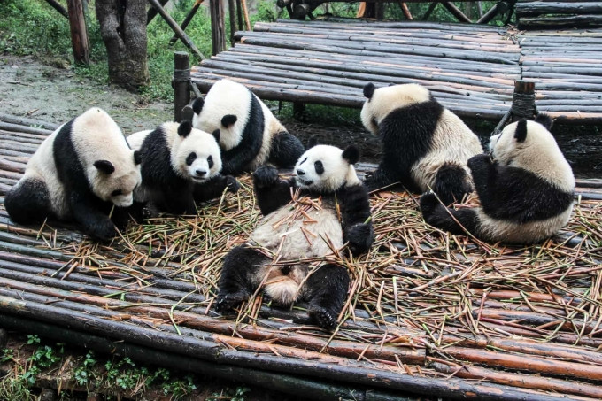 Pandas au Centre de conservation de Chengdu, en Chine. Photo : Border of Adventure