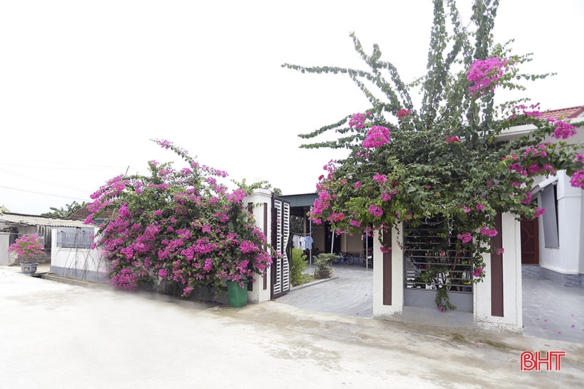 Lila Bougainvillea-Blüten blühen in der neuen ländlichen Gegend von Can Loc