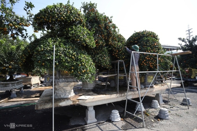 Un artesano creó una maceta de kumquat con un valor de casi 200 millones de dongs. Foto: Viet An