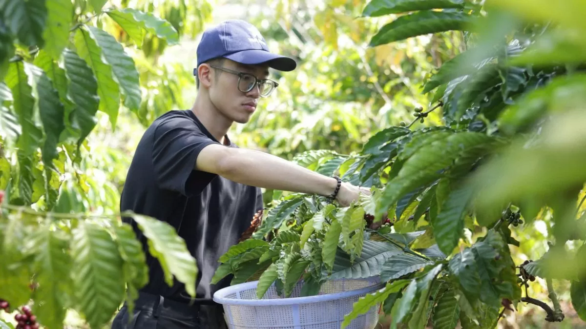 Dự báo giá cà phê ngày mai 19/12/2024: Giá cà phê tiếp tục giảm?