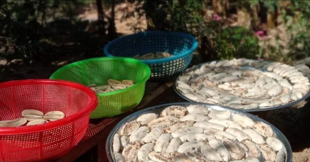 Season of transition from banana drying tray