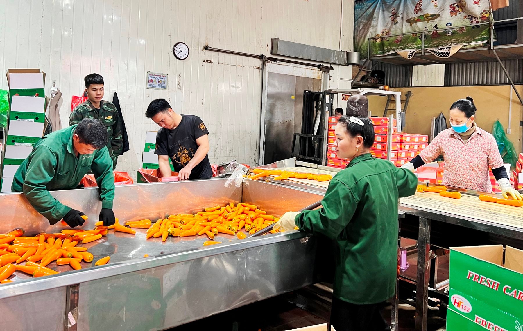 Duc Chinh Commune exported more than 32,000 tons of carrots