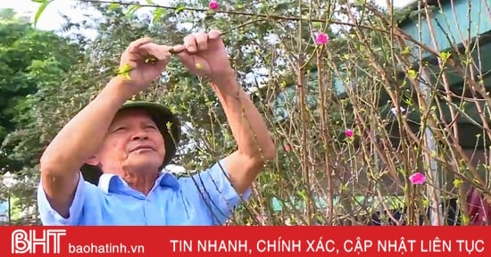 Tết cận kề, thời tiết “làm khó” người trồng đào ở Hà Tĩnh