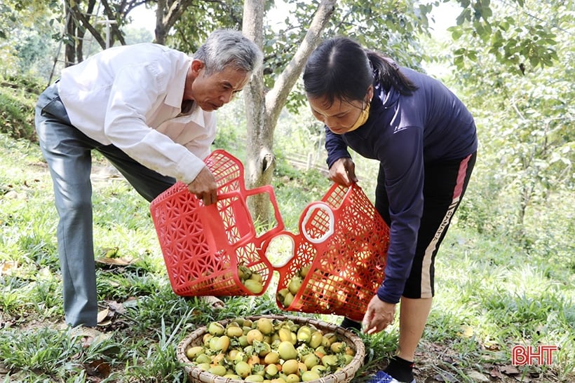 Die fröhliche Rosensaison der Vu Quang