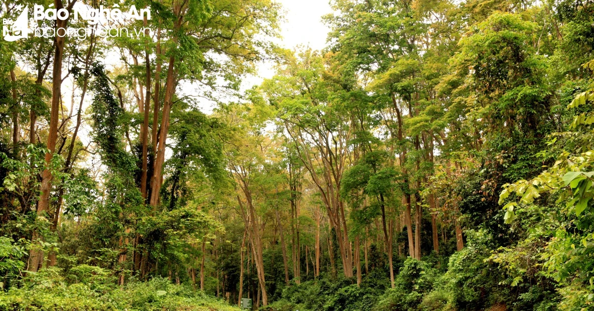 5월 23일 Nghe An 날씨 예보: 저녁과 밤에 비