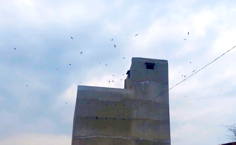 Pour le développement durable de l'industrie de l'élevage de nids d'oiseaux, il est nécessaire de mettre en œuvre de manière synchrone des solutions pour renforcer la gestion de l'élevage de nids d'oiseaux.