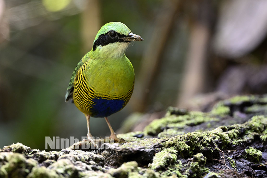 Ninh Bình họa tiết thiên nhiên trên từng đôi cánh