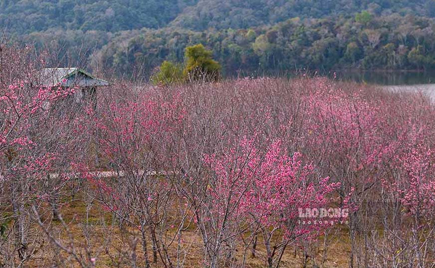 ផ្កា​សាគូរ៉ា​ជប៉ុន​រាប់​ពាន់​ដើម​រីក​យ៉ាង​ត្រចះត្រចង់​នៅ​បឹង Pa Khoang។