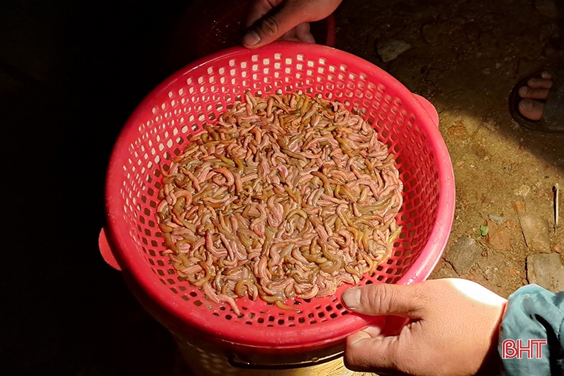 “Nghi Xuan의 지렁이 야간 사냥